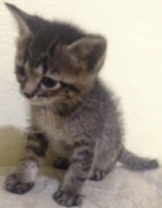 Gato ra a  idade Abaixo de 2 meses nome não tem