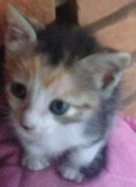 Gato raça  idade Abaixo de 2 meses nome não tem