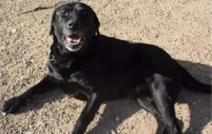 Cachorro raça Labrador idade 4 anos nome lesy