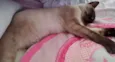 Kitty