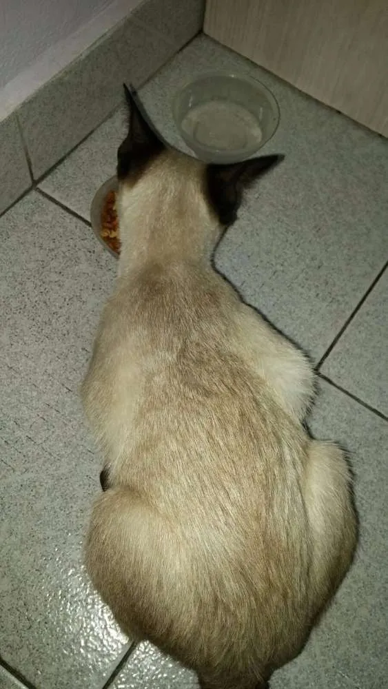 Gato ra a Siamês idade 2 a 6 meses nome Kitty