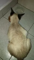 Kitty