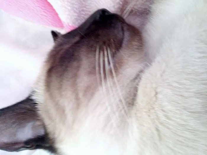 Gato ra a Siamês idade 2 a 6 meses nome Kitty