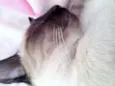 Kitty