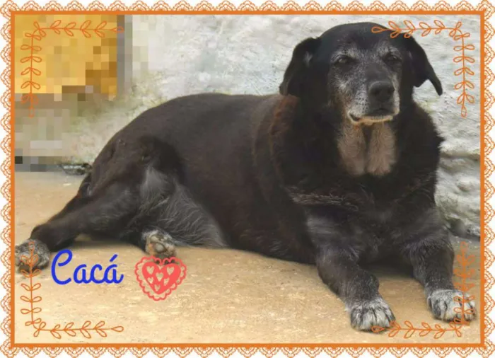 Cachorro raça SRD idade 6 ou mais anos nome CACÁ