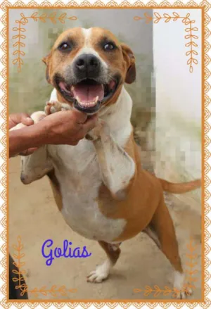 Cachorro raça MESTIÇO DE PIT BULL idade 5 anos nome GOLIAS