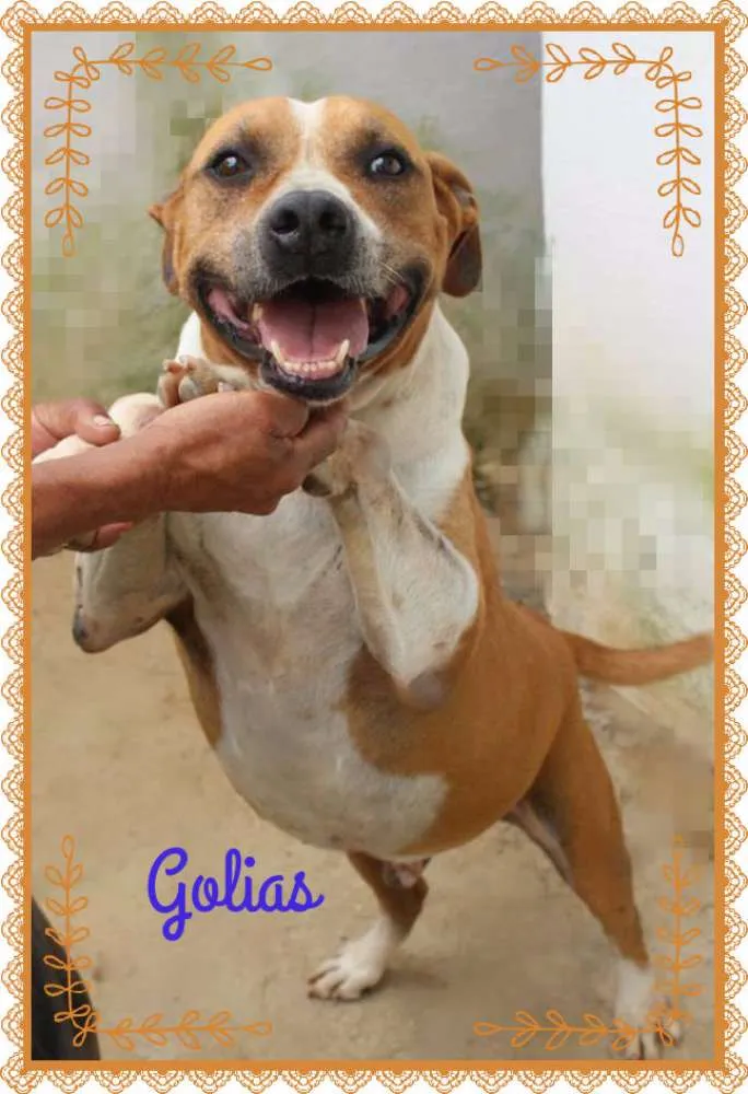 Cachorro ra a MESTIÇO DE PIT BULL idade 5 anos nome GOLIAS