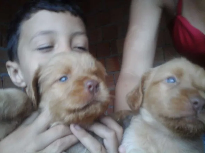 Cachorro raça vira-lata idade 2 a 6 meses nome cristal