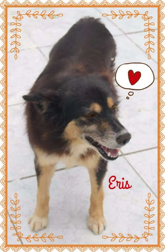 Cachorro ra a SRD idade  nome ERIS
