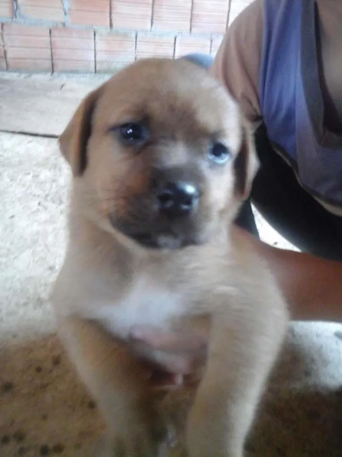 Cachorro raça vira-lata idade 2 a 6 meses nome cristal