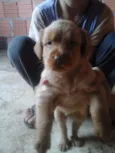 cristal