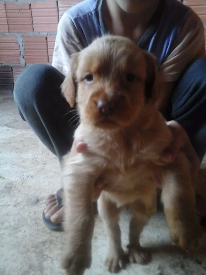 Cachorro raça vira-lata idade 2 a 6 meses nome cristal