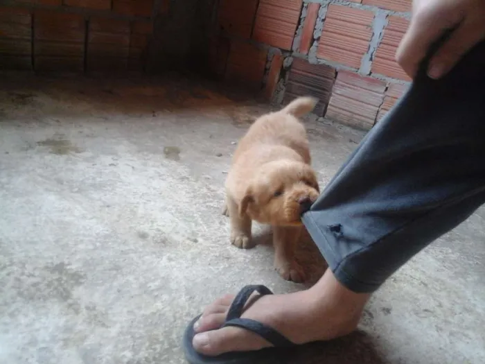 Cachorro raça vira-lata idade 2 a 6 meses nome cristal