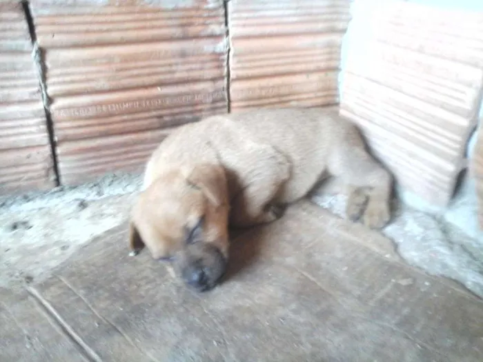 Cachorro raça vira-lata idade 2 a 6 meses nome cristal