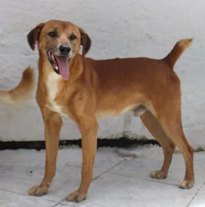 Cachorro raça SRD idade 4 anos nome NETO