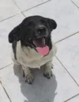 MAJU