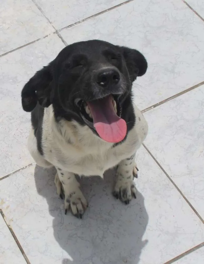 Cachorro ra a SRD idade 2 anos nome MAJU