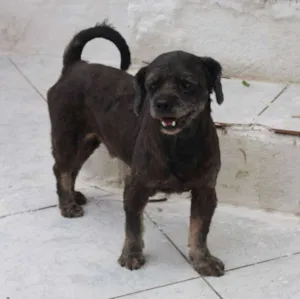 Cachorro raça SRD idade 6 ou mais anos nome PETTY
