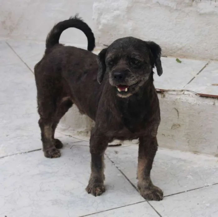 Cachorro ra a SRD idade 6 ou mais anos nome PETTY
