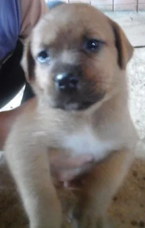 Cachorro raça vira-lata idade 2 a 6 meses nome cristal