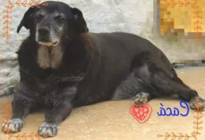 Cachorro raça SRD idade 6 ou mais anos nome CACÁ