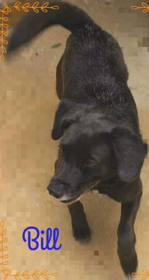 Cachorro ra a SRD idade 3 anos nome BILL