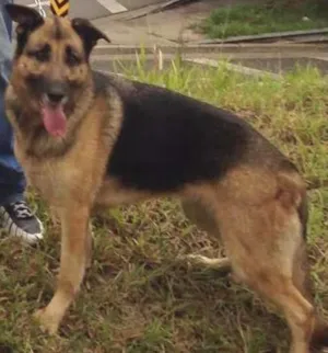 Cachorro raça Pastor Alemão idade 5 anos nome Nina