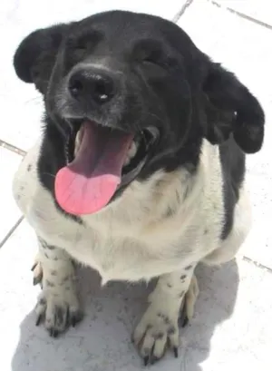 Cachorro raça SRD idade 2 anos nome MAJU