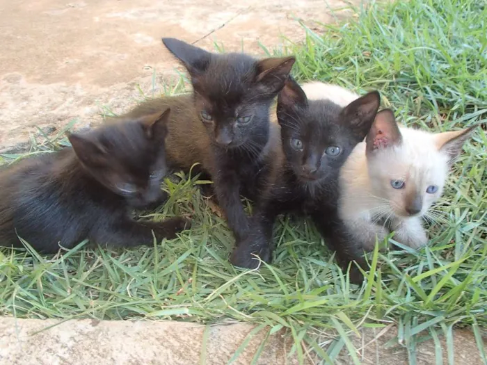 Gato ra a  idade Abaixo de 2 meses nome Taro, Hana e cia.