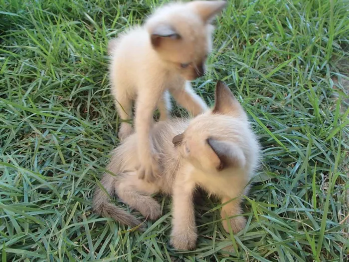 Gato ra a  idade Abaixo de 2 meses nome Taro, Hana e cia.