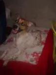 nina