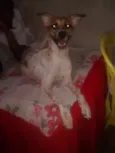 nina