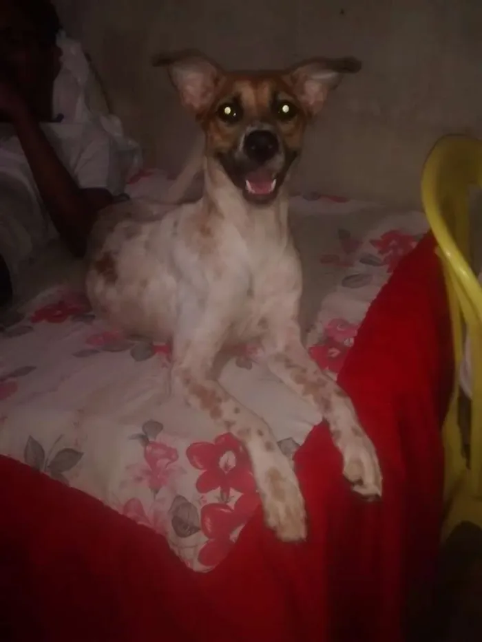 Cachorro raça vira lata idade 2 anos nome nina
