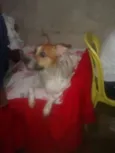 nina