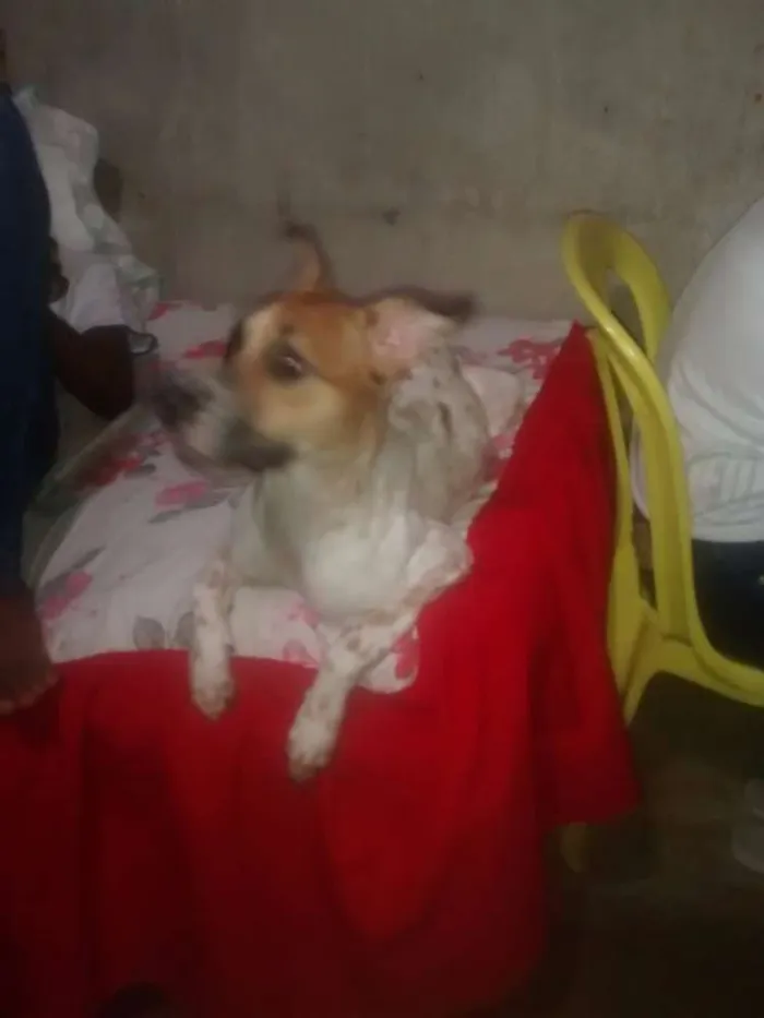 Cachorro raça vira lata idade 2 anos nome nina