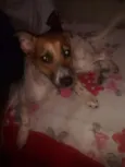 nina
