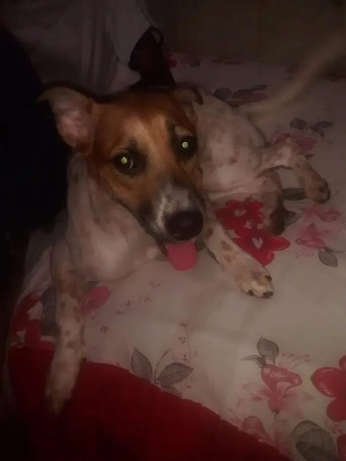 Cachorro raça vira lata idade 2 anos nome nina
