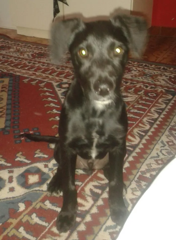 Cachorro ra a vira lata idade 2 a 6 meses nome Bob