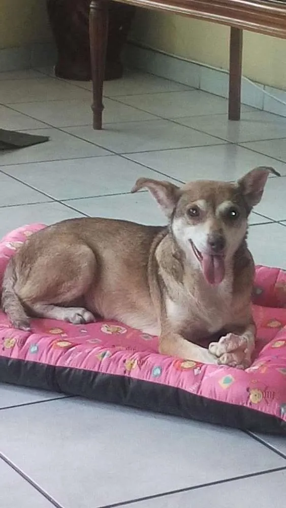Cachorro ra a SRD idade 6 ou mais anos nome FLORZINHA
