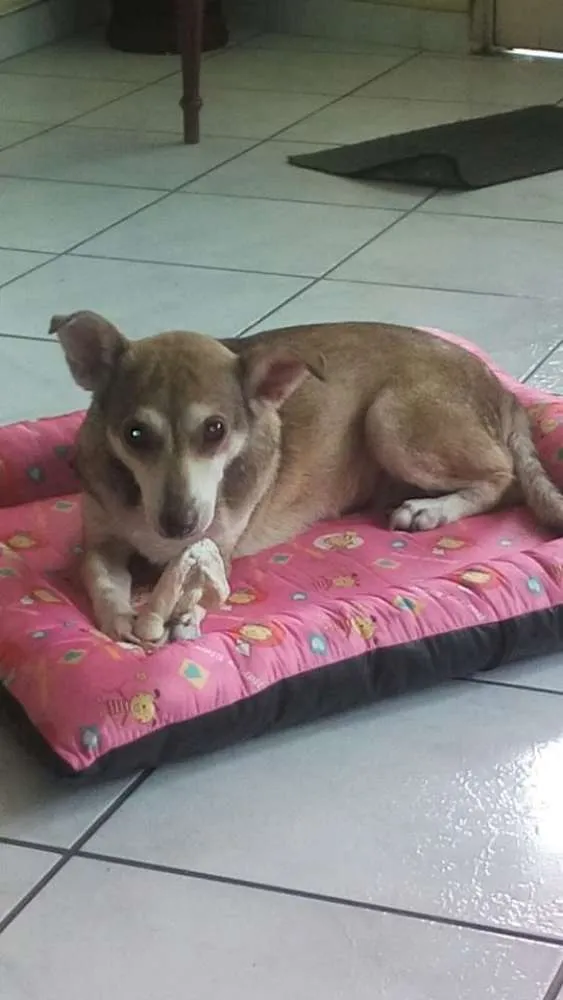 Cachorro ra a SRD idade 6 ou mais anos nome FLORZINHA