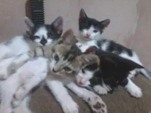 Gato raça Vira lata idade Abaixo de 2 meses nome Filhotes