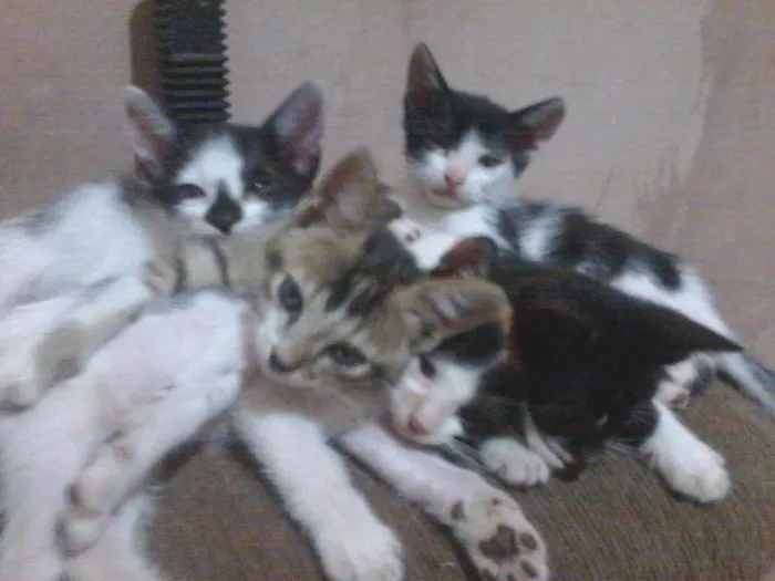 Gato ra a Vira lata idade Abaixo de 2 meses nome Filhotes