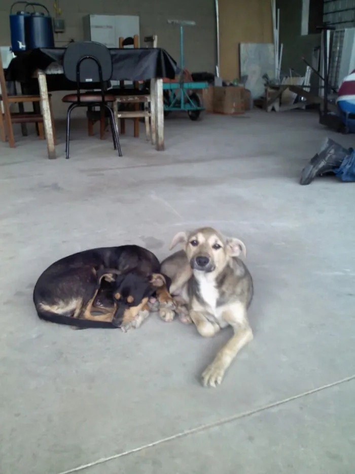Cachorro ra a Srd idade 1 ano nome Sem nome 