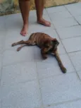 Tigresa