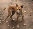Chico