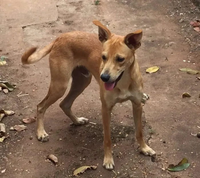 Cachorro raça Vira lata idade 7 a 11 meses nome Chico