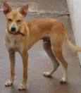 Chico
