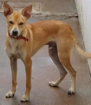 Cachorro raça Vira lata idade 7 a 11 meses nome Chico