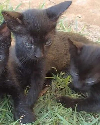 Gato ra a  idade Abaixo de 2 meses nome Taro, Hana e cia.