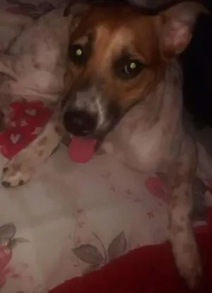Cachorro raça vira lata idade 2 anos nome nina